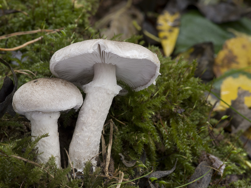 Tricholoma cingulatum